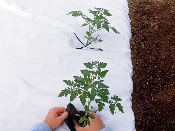 Eco-Agriculture Tarps